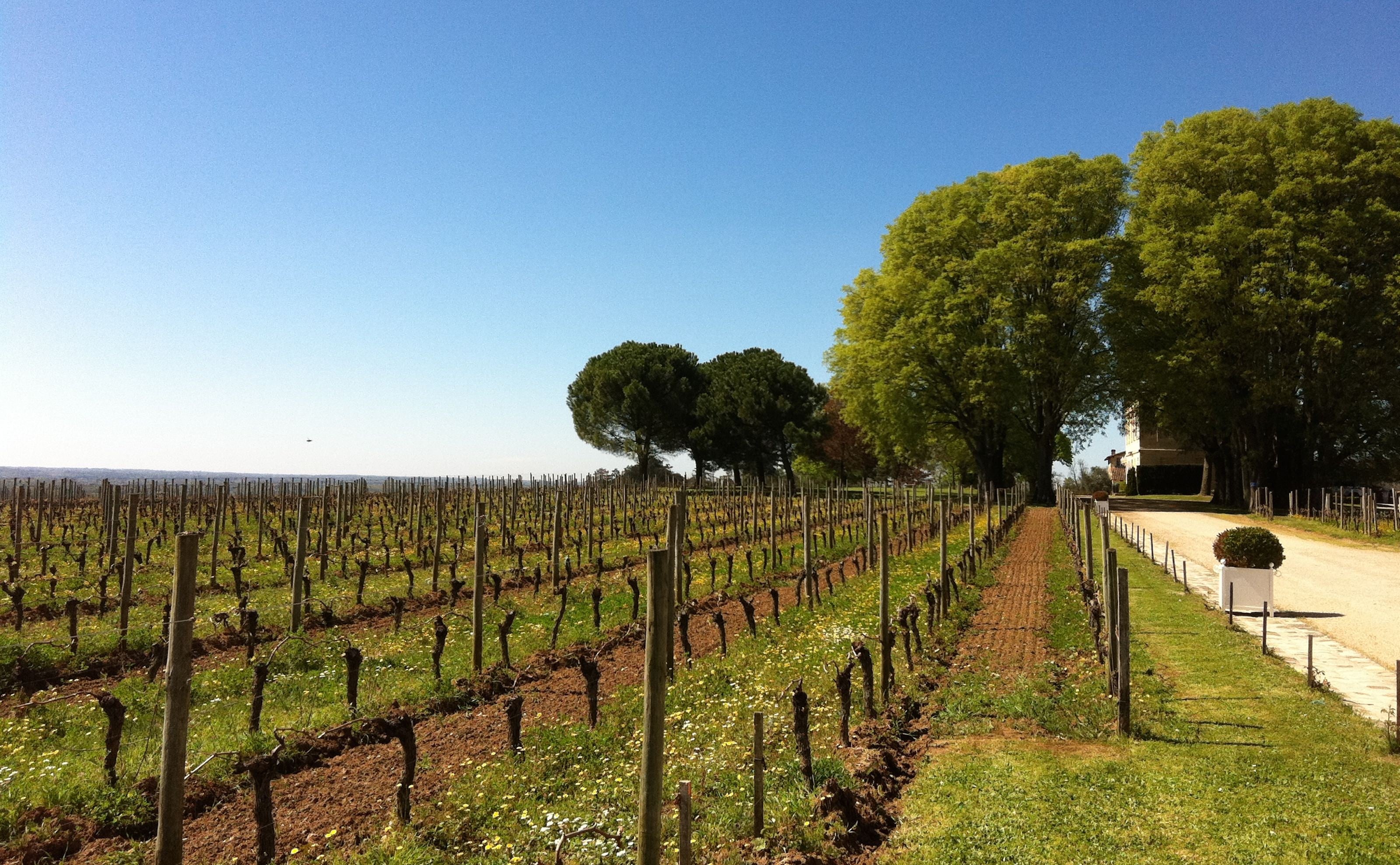 Chateau Beausejour Becot Weinberg